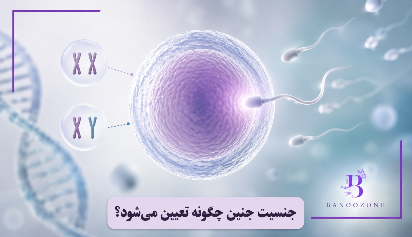 جنسیت جنین چگونه تعیین می‌شود؟
